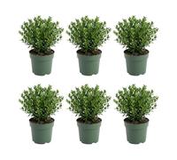 Bloomique - Juego de 6 - Ilex Crenata Jenny - Acebo japonés - Gaulteria - Resistente - Plantas de balcón - 10-20 cm de alto - Maceta de 10 cm