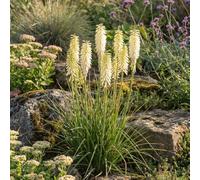 Bloomique - Juego de 6 - Kniphofia Little Maid - Fuego artificial - Floración abundante - Resistente al invierno - Perenne - 10-20 cm de altura - Maceta de 9 cm