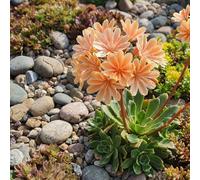 Bloomique - Juego de 6 - Lewisia Cotyledon Elise - Hierba amarga - Floración abundante - Resistente al invierno - Perenne - 10-20 cm de altura - Maceta de 9 cm