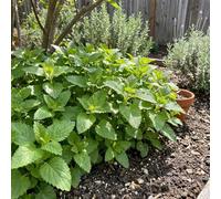 Bloomique - Juego de 6 - Melissa officinalis - Melisa - Planta herbácea - Resistente - Perenne - Apta para abejas - 10-20 cm de alto - Maceta de 9 cm
