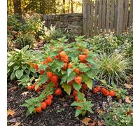 Bloomique - Juego de 6 - Physalis Alkekengi Franchetii - Planta linterna - Resistente al invierno - Perenne - 10-20 cm de altura - Maceta de 9 cm