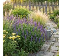 Bloomique - Juego de 6 - Salvia Blaukönigin - Salvia - Resistente al invierno - Perenne - Apta para abejas - 10-20 cm de altura - Maceta de 9 cm