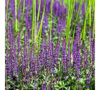 Bloomique - Juego de 6 - Salvia Ostfriesland - Salvia - Resistente al invierno - Perenne - Apta para abejas - 10-20 cm de altura - Maceta de 9 cm