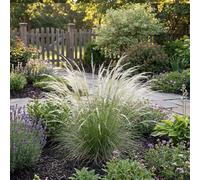 Bloomique - Juego de 6 - Stipa Tenuissima Ponytails - Hierba pluma - Hierba ornamental - Resistente - Perenne - 10-20 cm de altura - Maceta de 9 cm