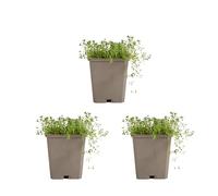 Bloomique - Juego de 6 - Thymus Albiflorus - Tomillo rastrero - Resistente - Perenne - Cubre suelo - Siempre verde - 10-20 cm de alto - Maceta de 9 cm