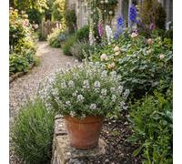 Bloomique - Juego de 6 - Thymus vulgaris - Tomillo - Resistente al invierno - Plantas de balcón - Hierbas aromáticas - Fragancia - 10-20 cm de altura - Maceta de 9 cm