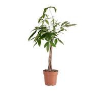 Bloomique - Pachira aquatica - Árbol del dinero - Cacao de agua - Planta de interior - Purificadora del aire - Fácil de cuidar - 80-90 cm - Maceta 21 cm