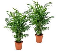 Bloomique - Set de 2 - Chamaedorea elegans - Palma enana mexicana - Planta de interior - Purificadora del aire - Apta para mascotas - Fácil de cuidar - Altura 50-60 cm - Maceta 17 cm