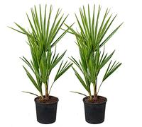 Bloomique - Set de 2 - Chamaerops humilis - Palmito europeo - Palmera resistente - Plantas de jardín - Altura 40-50 cm - Maceta 15 cm