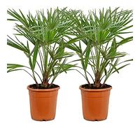 Bloomique - Set de 2 - Chamaerops humilis - Palmito europeo - Palmera resistente - Plantas de jardín - Altura 70-80 cm - Maceta 21 cm