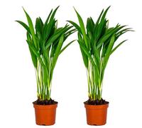 Bloomique - Set de 2 - Dypsis lutescens - Palmera areca - Planta de interior - Purificadora del aire - Apta para mascotas - Altura 20-30 cm - Maceta 10,5 cm