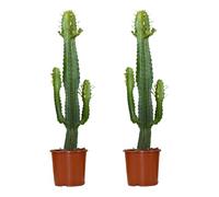 Bloomique - Set de 2 - Euphorbia acrurensis - Cactus vaquero - Cactácea - Planta de interior - 60-70 cm - Maceta 17 cm