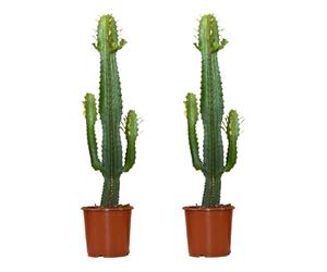 Bloomique - Set de 2 - Euphorbia acrurensis - Cactus vaquero - Cactácea - Planta de interior - 60-70 cm - Maceta 17 cm