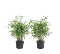Bloomique - Set de 2 - Fargesia rufa - Bambú no invasivo - Resistente al frío - Perenne - Plantas de jardín - Altura 40-60 cm - Maceta 17 cm