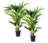 Bloomique - Set de 2 - Howea forsteriana - Palma Kentia - Plantas de interior - Purificadora del aire - Apta para mascotas - Altura 80-100 cm - Maceta 19 cm