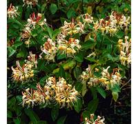 Bloomique - Set de 2 - Lonicera henryi - Madreselva - Naranja y rojo - Trepadora - Jardín - Resistente al frío - Perenne - Altura 50-70 cm - Maceta 15 cm