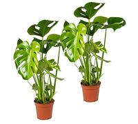 Bloomique - Set de 2 - Monstera deliciosa - Costilla de Adán - Plantas de interior - Purificadora del aire - Fácil de cuidar - Altura 50-60 cm - Maceta 17 cm
