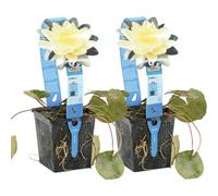 Bloomique - Set de 2 - Nymphaea ‘Marliacea Chromat’ - Nenúfar - Amarillo - Plantas de estanque - Acuáticas - Resistente al frío - Altura 10-20 cm - Maceta 11 cm