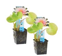 Bloomique - Set de 2 - Nymphaea ‘Wilfron Gonnere’ - Nenúfar - Rosa - Plantas de estanque - Acuáticas - Resistente al frío - Altura 10-20 cm - Maceta 11 cm
