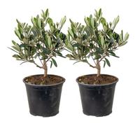 Bloomique - Set de 2 - Olea europaea - Olivo - Arbusto de olivo - Plantas de jardín - Resistente al frío - Altura 30-40 cm - Maceta 14 cm