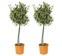 Bloomique - Set de 2 - Olea europaea - Olivo en tronco - Plantas de jardín - Resistente al frío - Altura 80-100 cm - Maceta 19 cm