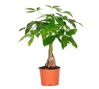 Bloomique - Set de 2 - Pachira aquatica - Árbol del dinero - Cacao de agua - Plantas de interior - Purificadora del aire - Altura 25-35 cm - Maceta 12 cm