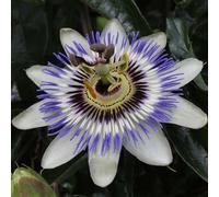 Bloomique - Set de 2 - Passiflora caerulea - Flor de la pasión - Azul y blanco - Trepadora - Jardín - Resistente al frío - Altura 50-70 cm - Maceta 15 cm