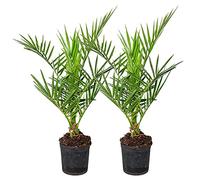 Bloomique - Set de 2 - Phoenix canariensis - Palmera datilera canaria - Palmera resistente - Plantas de jardín - Altura 50-70 cm - Maceta 15 cm