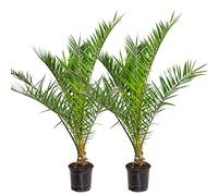 Bloomique - Set de 2 - Phoenix canariensis - Palmera datilera canaria - Palmera resistente - Plantas de jardín - Altura 80-100 cm - Maceta 19 cm
