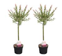 Bloomique - Set de 2 - Salix integra ‘Flamingo’ - Sauce abigarrado - Plantas de jardín - Resistente al frío - Altura 60-80 cm - Maceta 17 cm