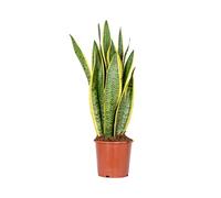 Bloomique - Set de 2 - Sansevieria ‘Laurentii’ - Lengua de suegra - Planta de interior - Purificadora del aire - Muy fácil de cuidar - Altura 50-70 cm - Maceta 17 cm
