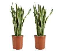 Bloomique - Set de 2 - Sansevieria ‘Laurentii’ - Lengua de suegra - Purificadora - Muy fácil de cuidar - 70-90 cm - Maceta 21 cm