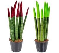 Bloomique - Set de 2 - Sansevieria Velvet Touch - Lengua de suegra - Planta de interior - Purificadora del aire - Muy fácil de cuidar - Altura 20-30 cm - Maceta 9 cm