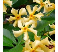 Bloomique - Set de 2 - Trachelospermum jasminoides - Jazmín toscano - Amarillo - Trepadora - Jardín - Resistente al frío - Perenne - Altura 50-70 cm - Maceta 15 cm