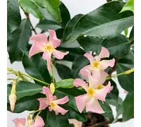 Bloomique - Set de 2 - Trachelospermum jasminoides - Jazmín toscano - Rosa - Trepadora - Jardín - Resistente al frío - Perenne - Altura 50-70 cm - Maceta 15 cm
