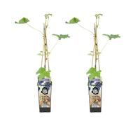 Bloomique - Set de 2 - Vitis vinifera ‘Boskoop Glory’ - Vid - Uva azul - Planta frutal - Resistente al frío - 50-70 cm - Maceta 15 cm