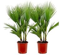 Bloomique - Set de 2 - Washingtonia robusta - Palmera de abanico mexicana - Palmera resistente - Plantas de jardín - Altura 80-100 cm - Maceta 21 cm