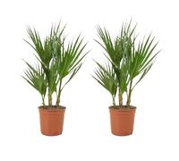Bloomique - Set de 2 - Washingtonia robusta - Palmera de abanico mexicana - Palmera resistente - Plantas de jardín - Altura 50-60 cm - Maceta 14 cm