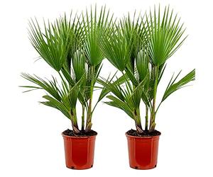 Bloomique - Set de 2 - Washingtonia robusta - Palmera de abanico mexicana - Palmera resistente - Plantas de jardín - Altura 80-100 cm - Maceta 21 cm