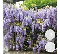 Bloomique - Set de 2 - Wisteria sinensis ‘Prolific’ - Glicina trepadora - Azul - Trepadora - Jardín - Resistente al frío - Altura 50-70 cm - Maceta 15 cm