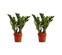 Bloomique - Set de 2 - Zamioculcas zamiifolia - ZZ plant - Planta de interior - Purificadora - Muy fácil de cuidar - 30-40 cm - Maceta 12 cm