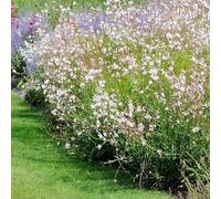 Bloomique - Set de 3 - Gaura lindheimeri - Gaura - Plantas de jardín - Resistente al frío - Apta para mascotas - Altura 10-20 cm - Maceta 9x9 cm