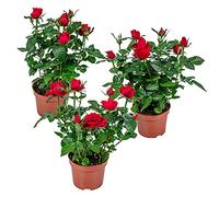 Bloomique - Set de 3 - Rosa en maceta roja - Interior/exterior - Plantas de interior - Plantas de jardín - Plantas de terraza - Resistente al frío - Altura 20-30 cm - Maceta 12 cm