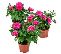 Bloomique - Set de 3 - Rosa en maceta rosa - Interior/exterior - Plantas de interior - Plantas de jardín - Plantas de terraza - Resistente al frío - Altura 20-30 cm - Maceta 12 cm