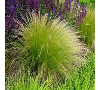 Bloomique - Set de 3 - Stipa tenuissima ‘Ponytails’ - Hierba pluma (stipa) - Gramínea - Resistente al frío - Altura 10-20 cm - Maceta 9x9 cm