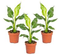Bloomique - Set de 3 - Strelitzia reginae - Ave del paraíso - Planta de interior - Purificadora del aire - Fácil de cuidar - Altura 30-40 cm - Maceta 12 cm
