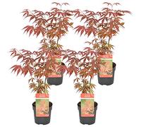 Bloomique - Set de 4 - Acer palmatum ‘Atropurpureum’ - Hoja roja - Arce japonés - Resistente al frío - Plantas de jardín - Altura 25-40 cm - Maceta 10,5 cm
