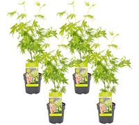 Bloomique - Set de 4 - Acer palmatum ‘Going Green’ - Hoja verde - Arce japonés - Resistente al frío - Plantas de jardín - Altura 25-40 cm - Maceta 10,5 cm