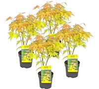 Bloomique - Set de 4 - Acer palmatum ‘Orange Dream’ - Hoja naranja - Arce japonés - Resistente al frío - Plantas de jardín - Altura 25-40 cm - Maceta 10,5 cm