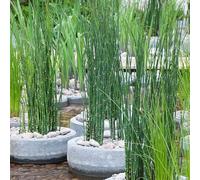 Bloomique - Set de 6 - Equisetum japonicum - Cola de caballo japonesa - Plantas de estanque - Acuáticas - Resistente al frío - Altura 20-30 cm - Maceta 9 cm